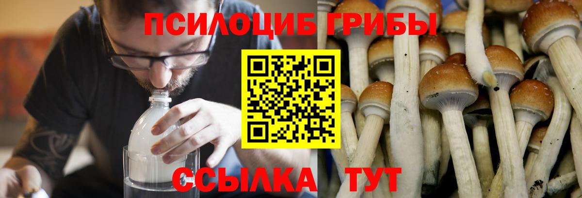 Галлюциногенные грибы Psilocybe Орехово-Зуево